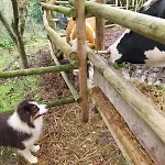 Il Gufo E L' Allodola Caiazzo
