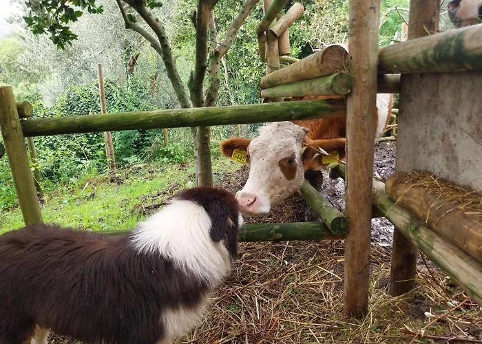 Il Gufo E L' Allodola 아파트